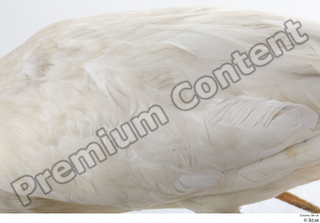 Stork  2 back feathers wing 0001.jpg